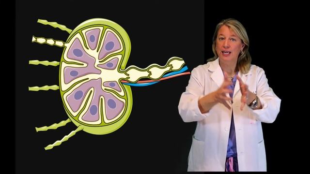 What are lymph nodes and why are they so important? смотреть онлайн
