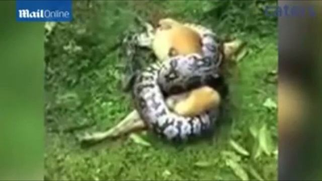 (Shocking) Owner acts to save dog from python’s death grip смотреть онлайн