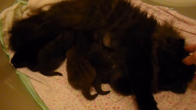 Petunia's Sweet 9 Day Old Persian Kittens