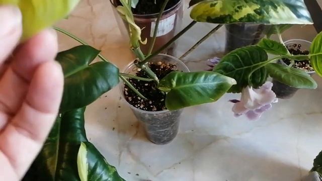 Цветочные новости смотреть онлайн