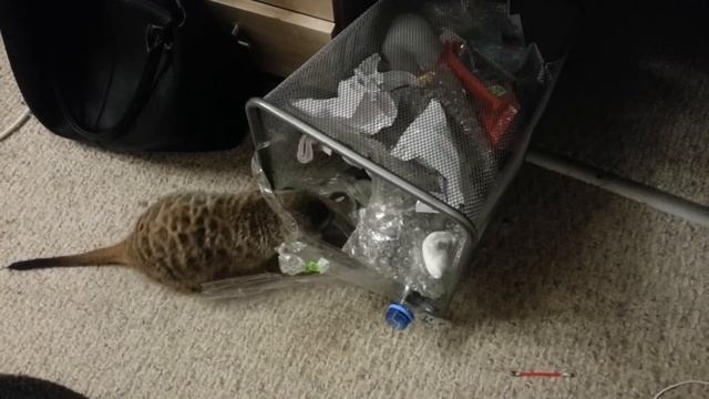 Мусорщик смотреть онлайн