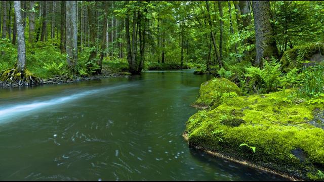 Sounds of river (creek), forest, birds/ Звуки ручья, леса и птиц (Звуки природы) смотреть онлайн