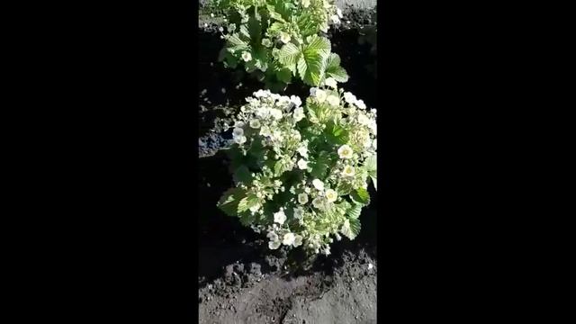 Чем подкормить землянику смотреть онлайн
