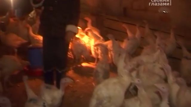 Своими глазами - 3. Дауншифтинг смотреть онлайн