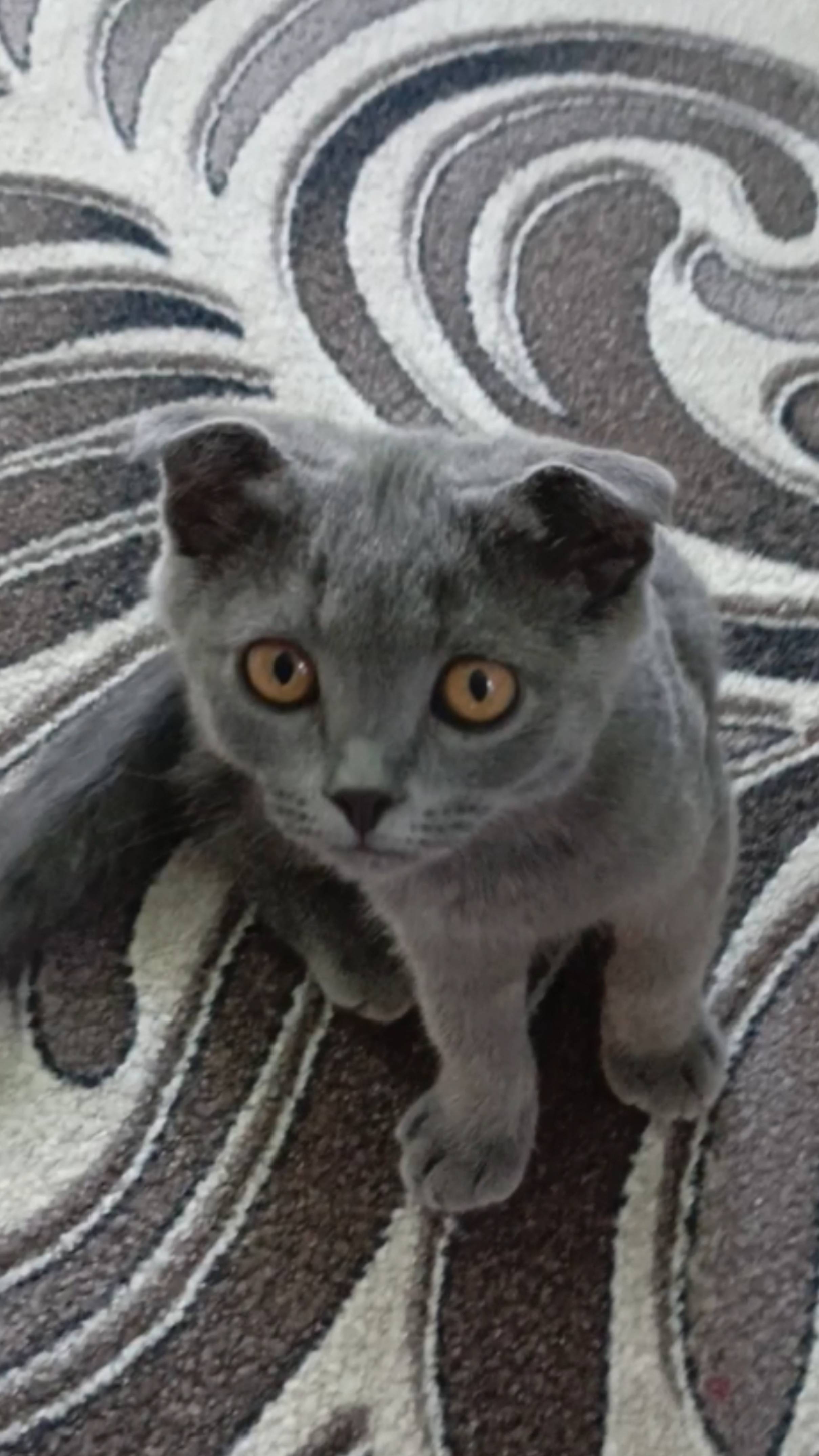 Милый вислоухий котёнок. смотреть онлайн