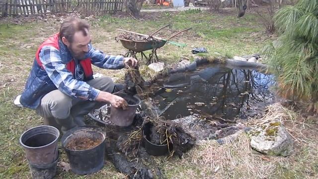 Водяные лилии. Размножение смотреть онлайн