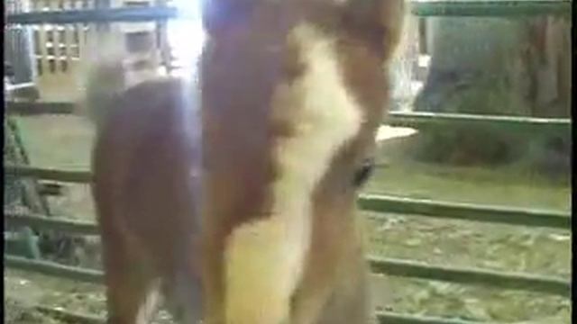 Mini-Horse TV Package смотреть онлайн
