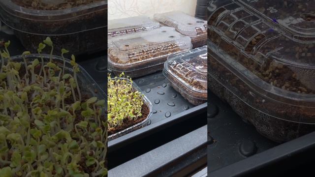 Огород в квартите