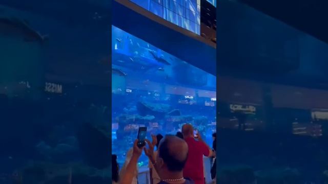 Dubai самый большой аквариум в мире. смотреть онлайн