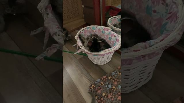 Детский сад мейн-кунов младшая и старшая группа смотреть онлайн