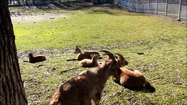 Животные в Ростовском зоопарке (ч. 2). 14.02.22 г. смотреть онлайн