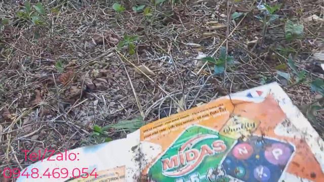 Cách Tăng Đậu trái Chôm Chôm - Vườn Chôm Chôm Tiến Cường Bình Phước смотреть онлайн