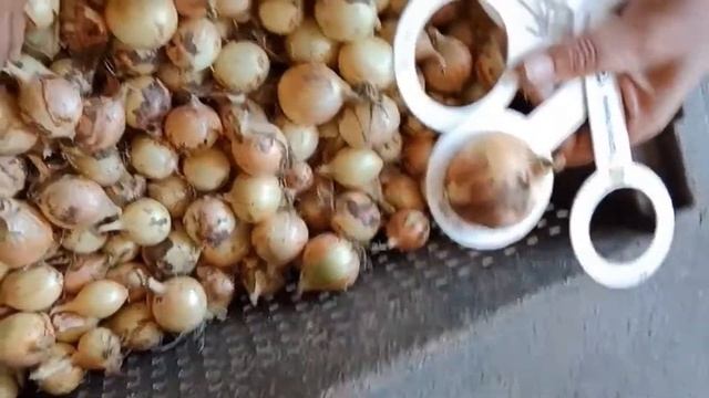 Лук оптом Великие Копани. . Direct Delivery смотреть онлайн