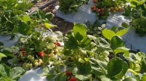 Шок!!!? Клубника "Альба"