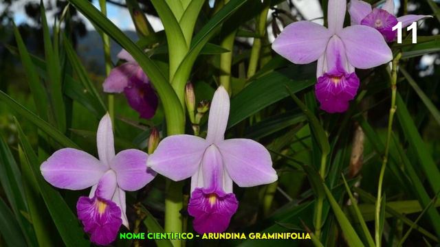 23 ESPÉCIES DE ORQUÍDEAS PARA IDENTIFICAÇÃO NOMES CIENTÍFICOS / #Orquídea #Orchid смотреть онлайн