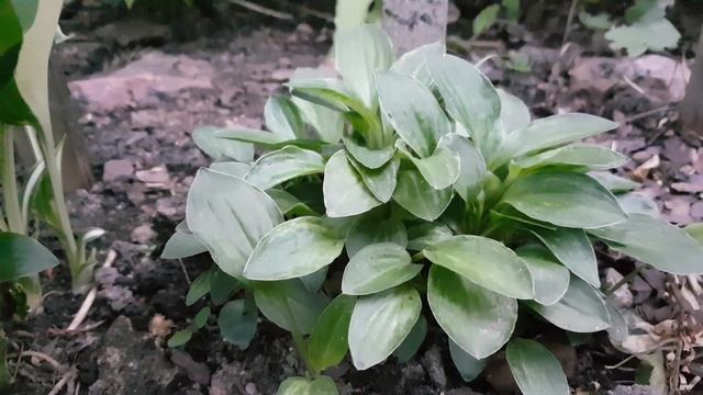 Оригинальная, карликовая хоста Литл Мэдди в моем саду смотреть онлайн
