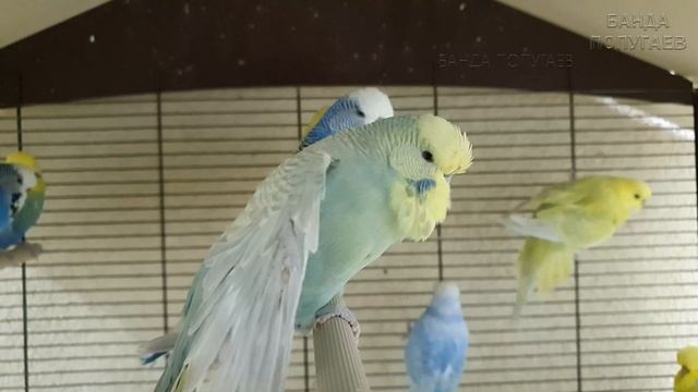 Учим попугая говорить "Привет" ? Мужской голос. Урок для попугая №1 смотреть онлайн