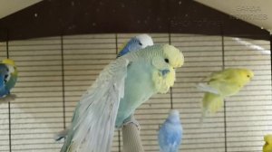 Учим попугая говорить "Привет" ? Мужской голос. Урок для попугая №1