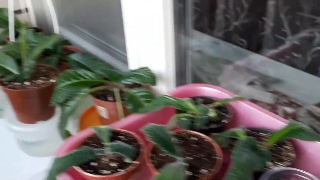 12 декабря 2020 "Зимние квартиры стрептокарпусов" смотреть онлайн