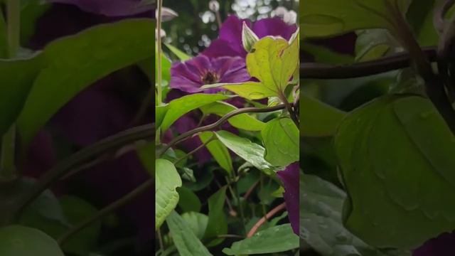 Клематис сорту 