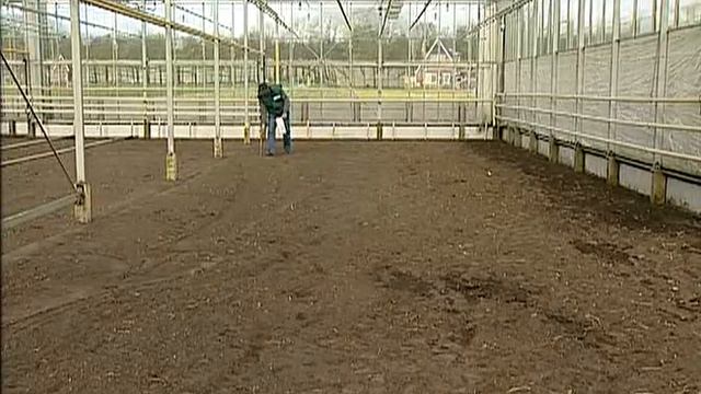 Выращивание лилий от луковицы до цветка смотреть онлайн