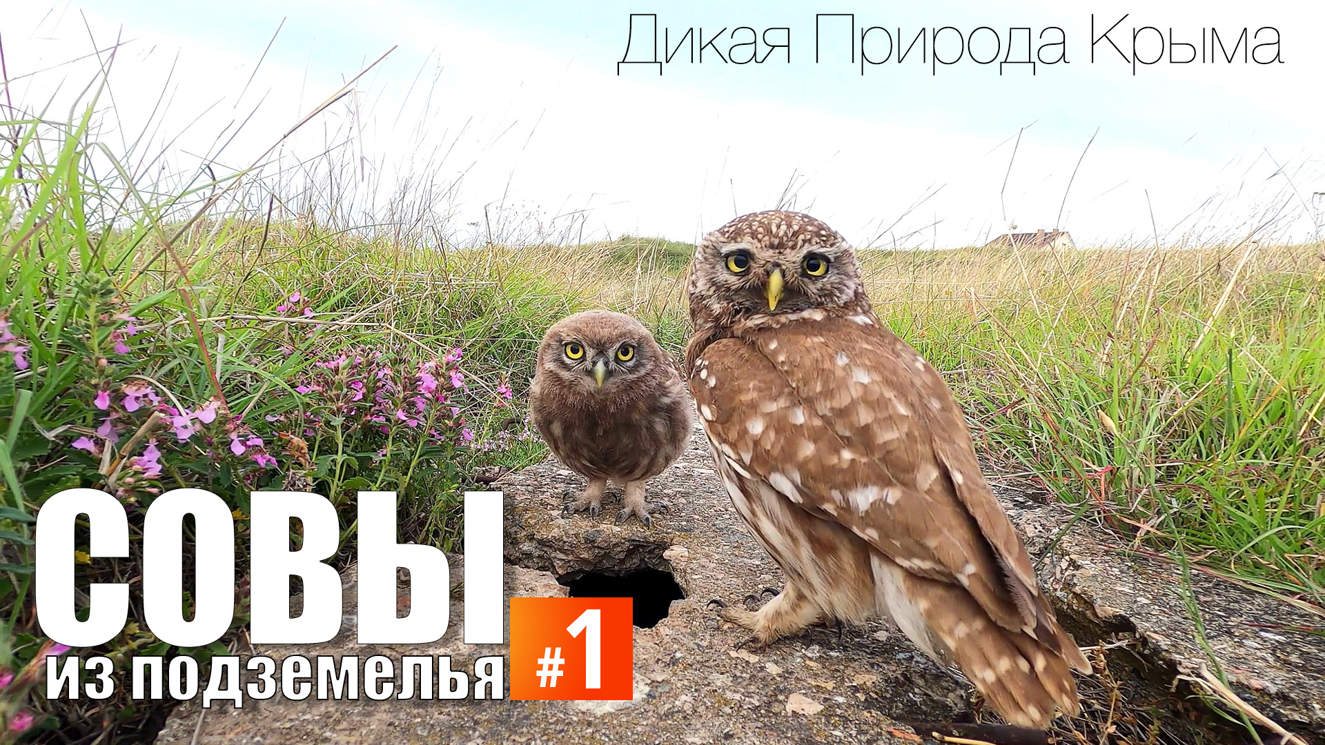 Совы из "подземелья". Эпизод 1. Сова кормит своих птенцов. смотреть онлайн