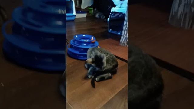 Наша маленькая Буся. смотреть онлайн