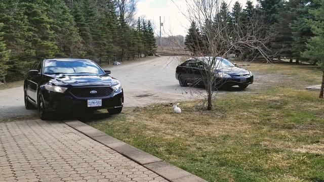 2013 Ford Taurus Police Interceptor смотреть онлайн