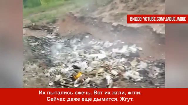 Братчанин обнаружил скотомогильник возле Стенихи. Июль 2017. Братск смотреть онлайн