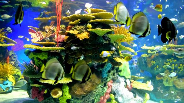 Stunning Coral Reef Aquarium & The Best Relaxing Music  🐟