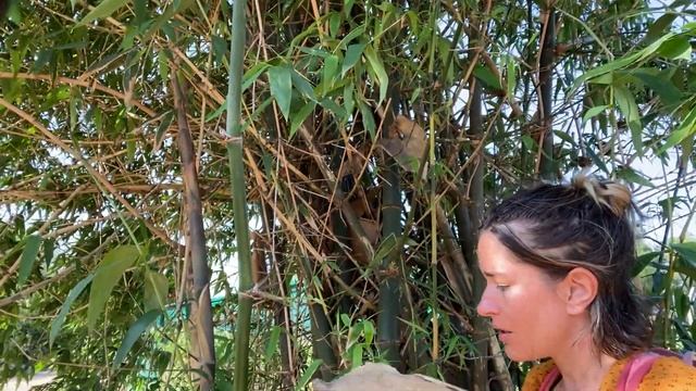 Bamboo species identification with Natalia Reategui: Bambusa balcooa смотреть онлайн