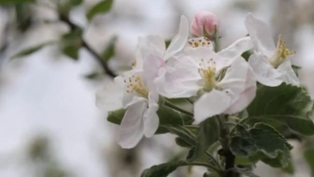 ЦВЕТЫ!!! ВЕСНА!!! ПРОБУЖДЕНИЕ!!! смотреть онлайн