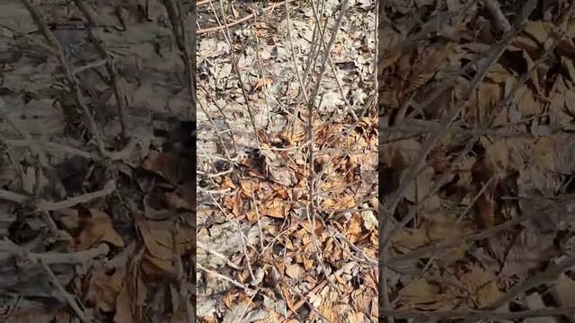 Красная Смородина Рубиновое Ожерелье и Жимолость Синяя Птица смотреть онлайн