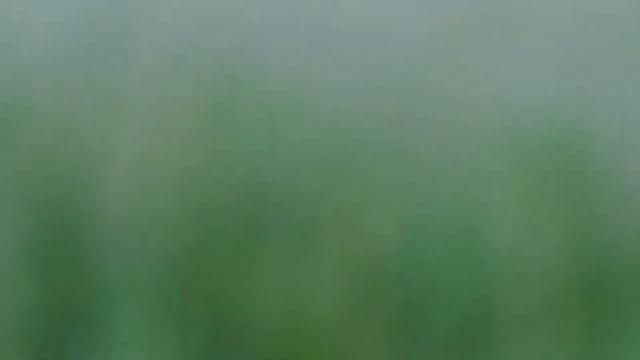Выпускной клип смотреть онлайн