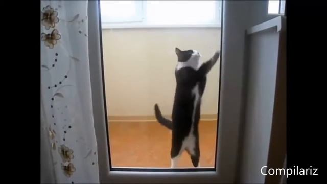 Приколы с кошками Танцующие коты Самый Ржач 2016 смотреть онлайн