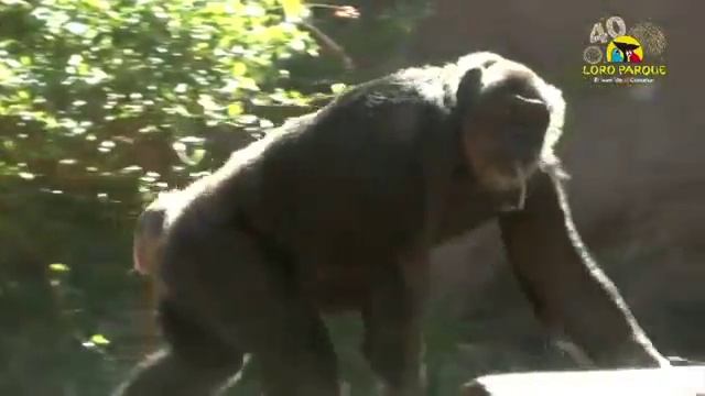 Loro Parque / Лоро Парк. Tenerife смотреть онлайн