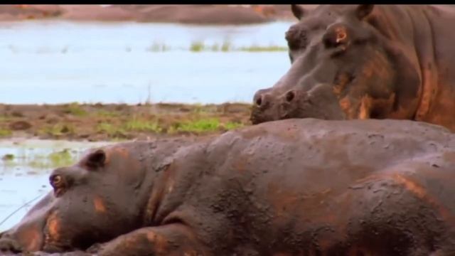 Почему у бегемотов и зебр розовое молоко? смотреть онлайн