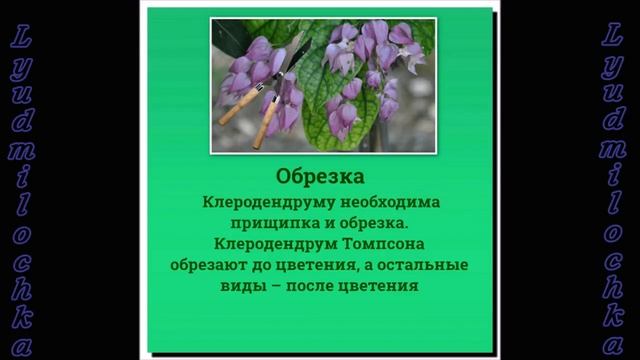 Клеродендрум. Уход в домашних условиях смотреть онлайн