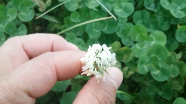 Trifolium repens / Trébol blanco / white clover смотреть онлайн
