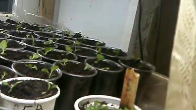 Рассада табака смотреть онлайн