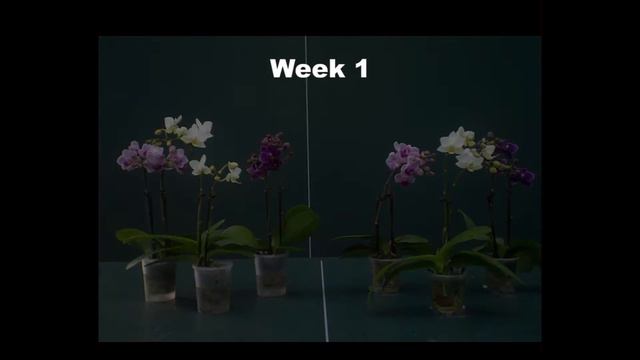 Aqu@ смотреть онлайн