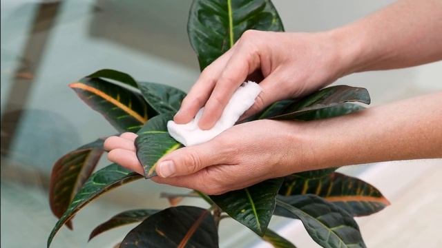 8 способов сделать комнатные растения счастливыми этой зимой смотреть онлайн