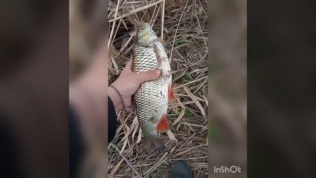 Рыбалка. Ловля голавля весной. Голавль на червя. Рыбалка на поплавочную удочку весной смотреть онлайн
