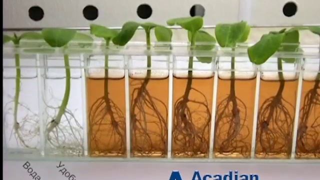 Развитие Корневой системы ОГУРЦА с ACADIAN смотреть онлайн