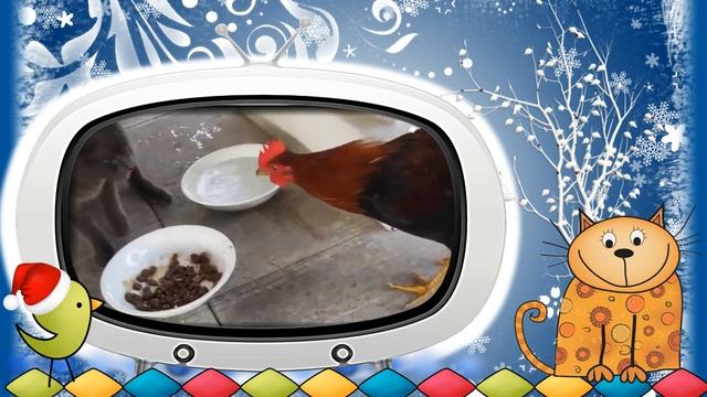 #Видео #клип #Новогодние #коты Серия 12. #Видеоклип 