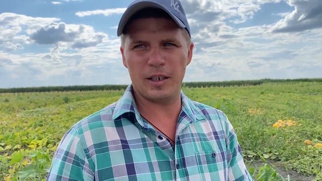 Астрахань 2020. Экскурсия по уникальному в Астрахани овоще-бахчевому полю. Дегустация арбузов и дын смотреть онлайн