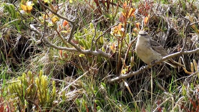 1043. Linduška horská, Water Pipit, Bergpieper, Pipit spioncelle, Bisbita alpino, Горный конёк смотреть онлайн