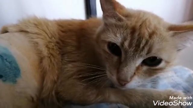 В приюте для собак появилась кошка смотреть онлайн