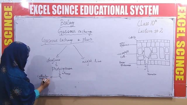 ESES online lectures : Class 10th Biology Chapter # 10 (2/8) смотреть онлайн