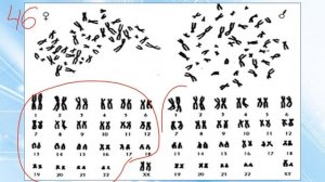 Лекция: Биология - Сцепленное с полом наследование. Генетика пола